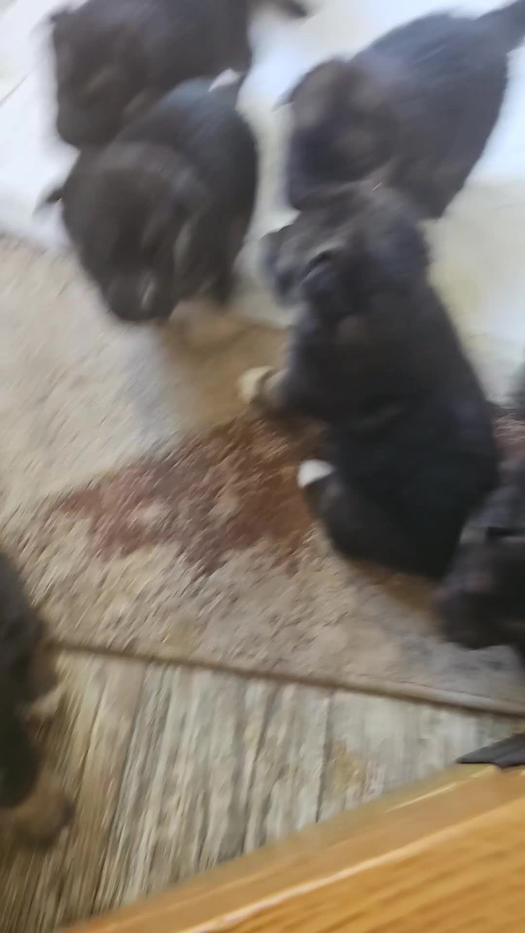 Gerberian Shepsky dogs for sale: Gerberian Shepsky Puppy 7 - Video 1