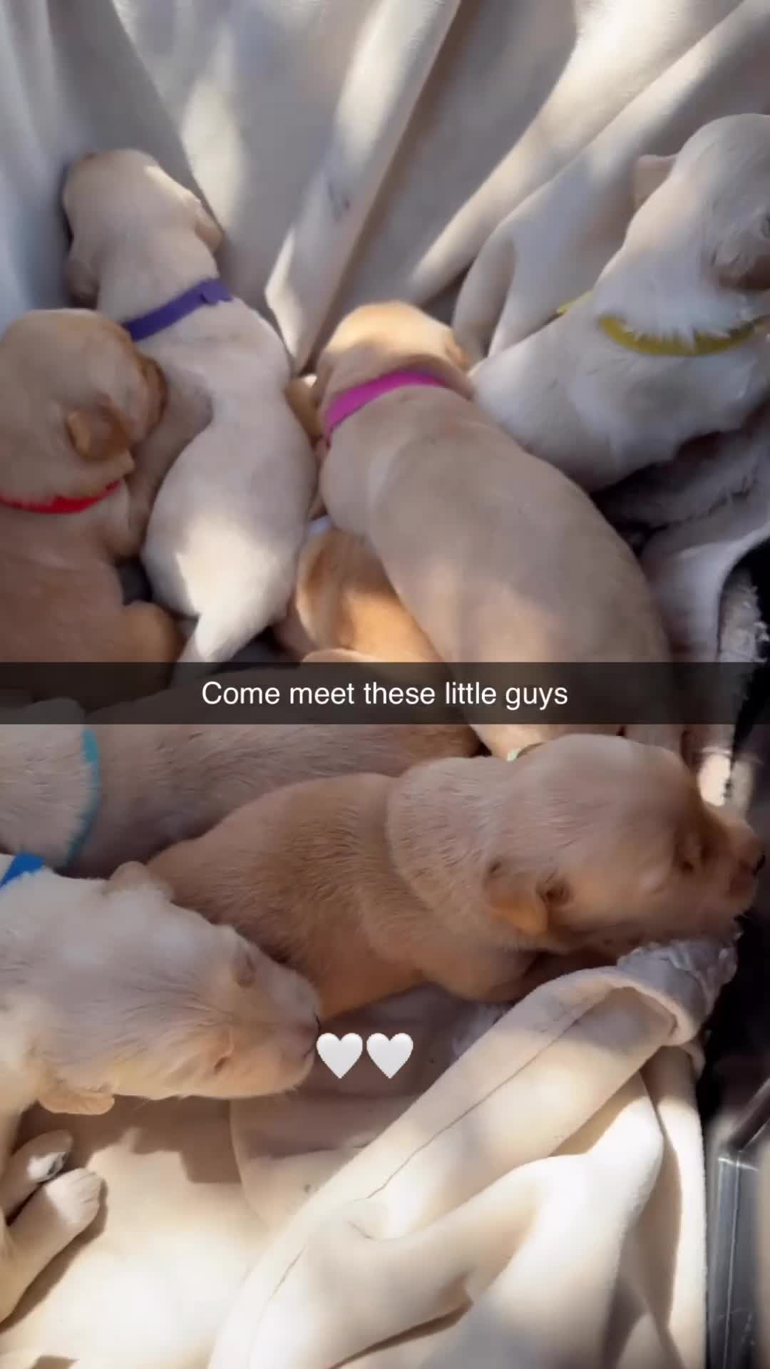 Goldendoodle dogs for sale: Dark blue - Video 1