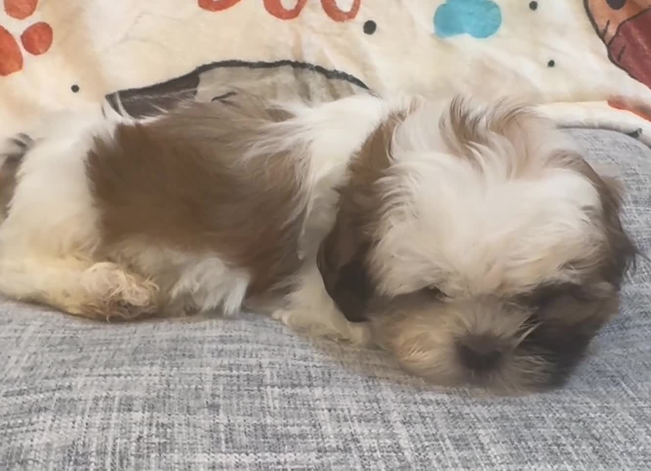 Shih Tzu dogs for sale: April - Video 1