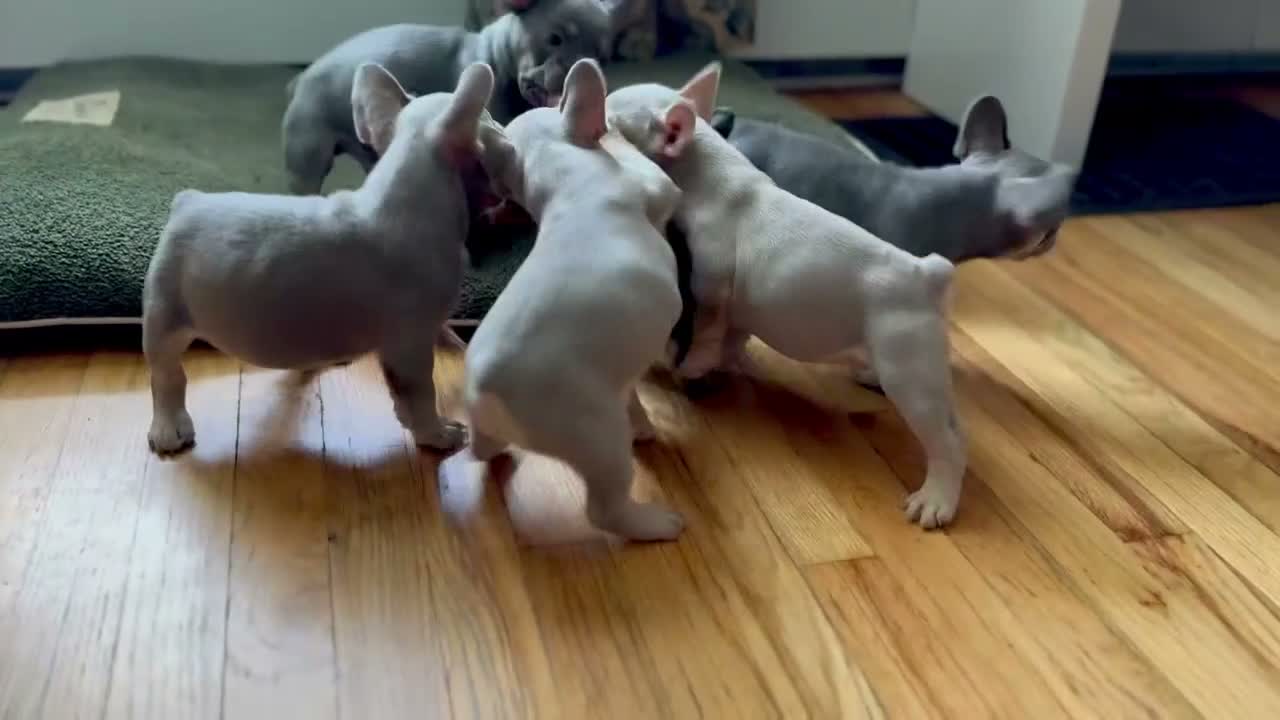 French Bulldog dogs for sale: Tula - Video 1