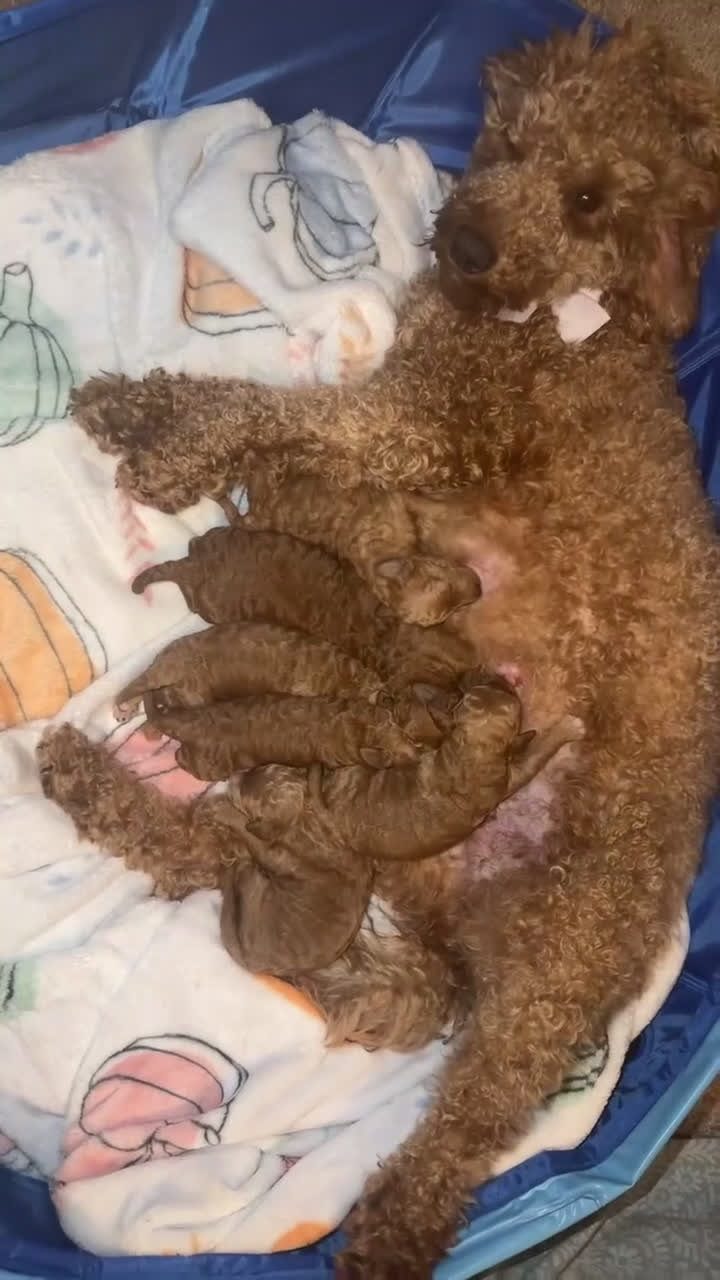 Mini Goldendoodle dogs for sale: Mini Goldendoodle Puppy 4 - Video 1