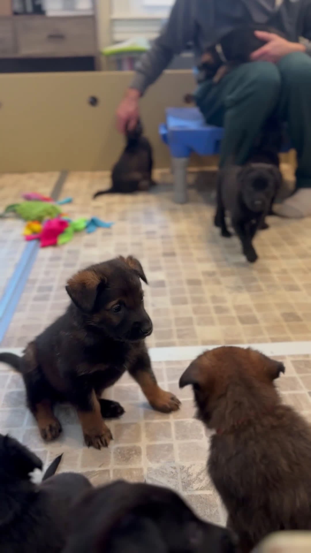 Mixed Breed dogs for sale: Firefly's Calm - Video 1