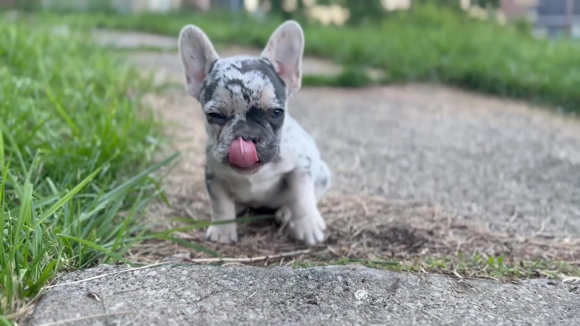French Bulldog dogs for sale: Charlotte Mousse - Video 6