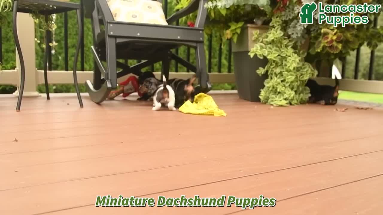 Miniature Dachshund dogs for sale: Gretel - Video 1