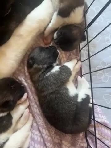 Akita dogs for sale: Akita 5 - Video 1