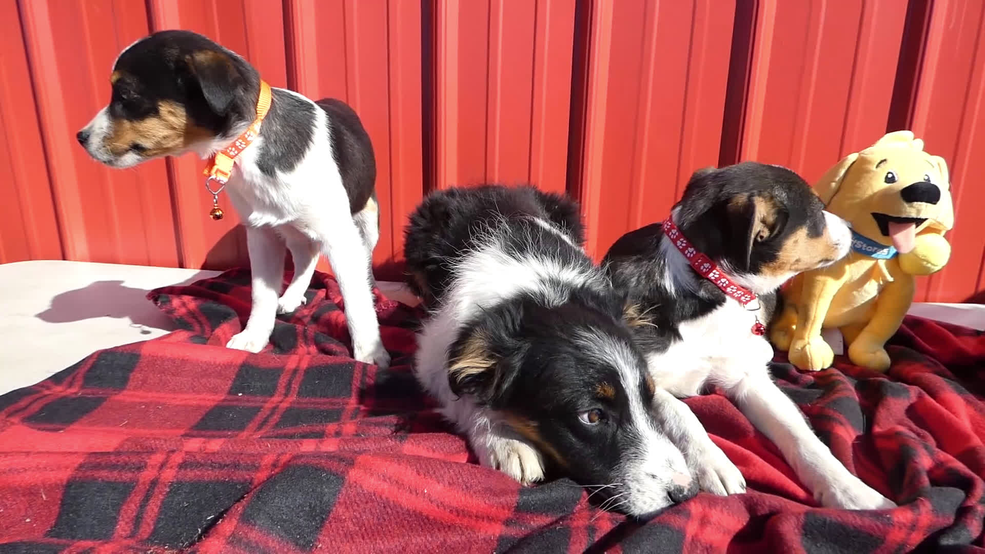 Australian Shepherd dogs for sale: Australian Shepherd Puppy 2 - Video 1