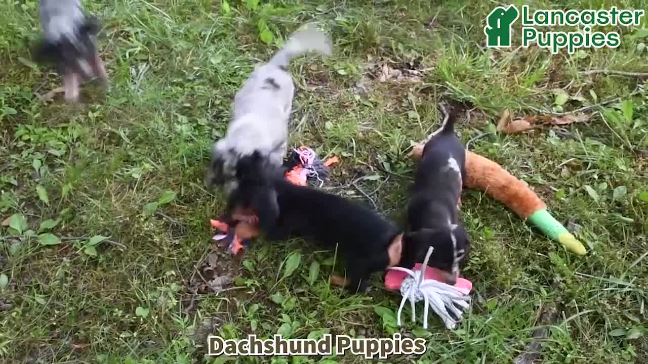 Dachshund dogs for sale: Gregory - Video 1