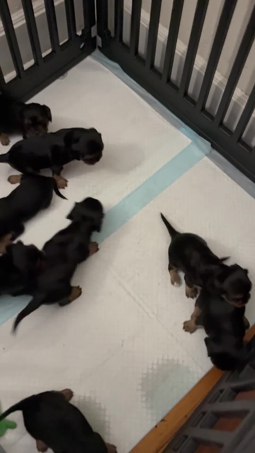 Cavalier King Charles Spaniel dogs for sale: Cavalier King Charles Spaniel Puppy 5 - Video 1