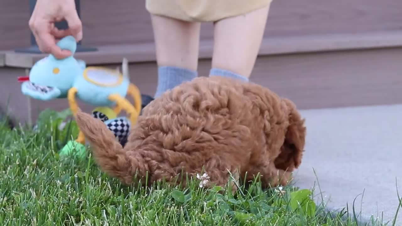 Cavapoo dogs for sale: Felecia - Video 1
