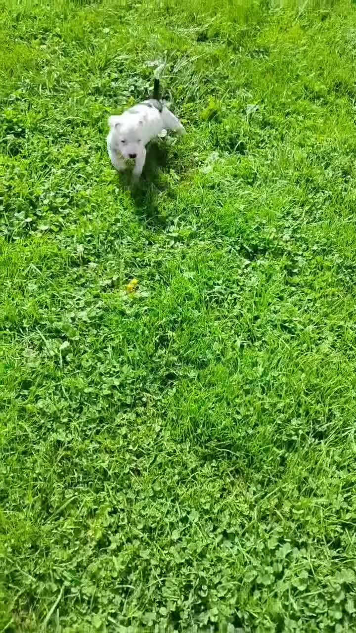 American Pit Bull Terrier dogs for sale: OREO - Video 1