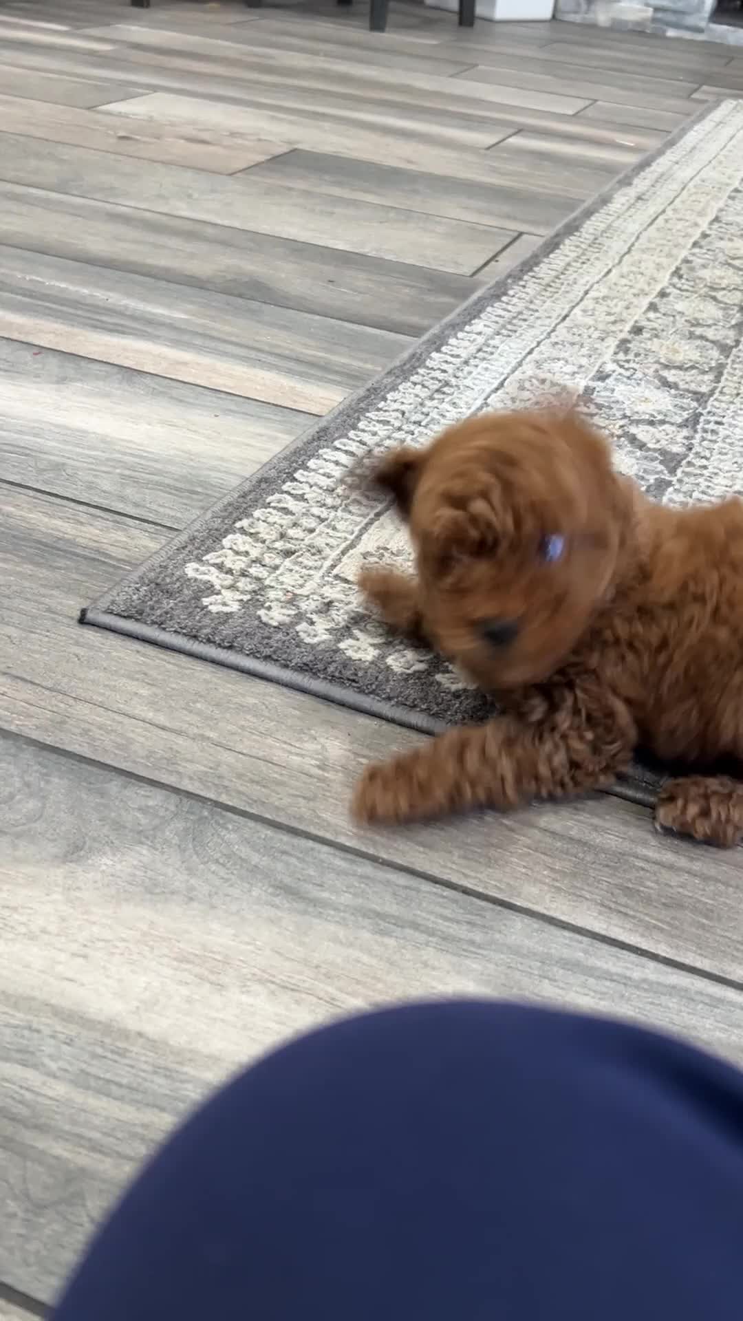 Toy Poodle dogs for sale: Toy Poodle Puppy 4 - Video 1