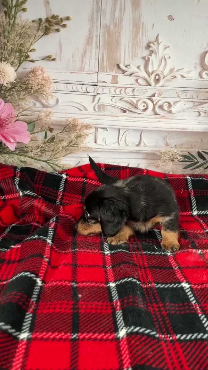 Miniature Dachshund dogs for sale: AKC-Mason - Video 1