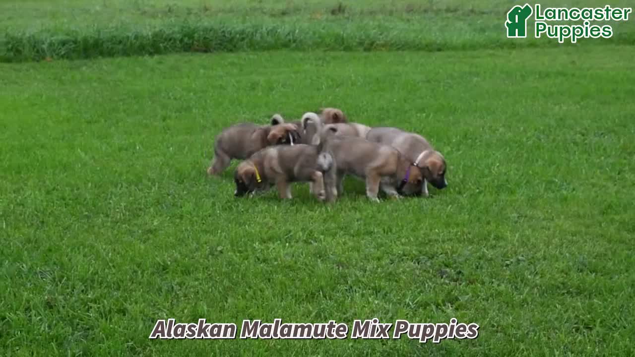 Mixed Breed dogs for sale: Sage - Video 1