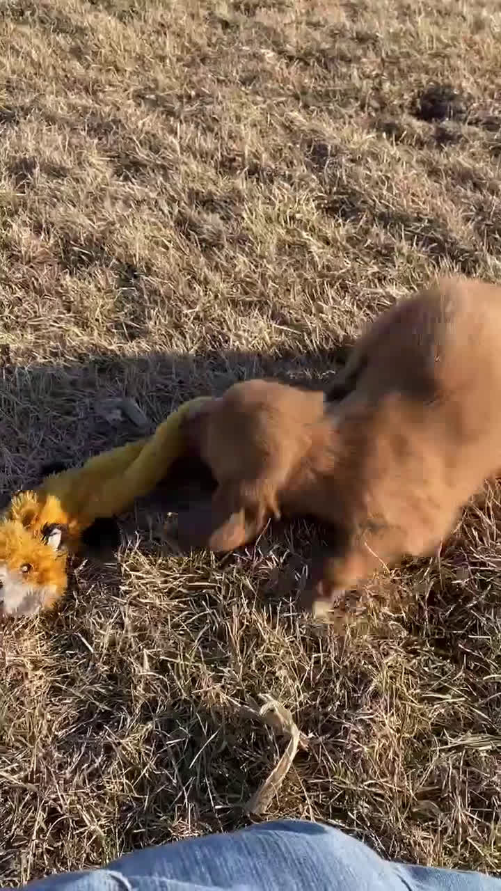 Mixed Breed dogs for sale: Charlie - Video 1