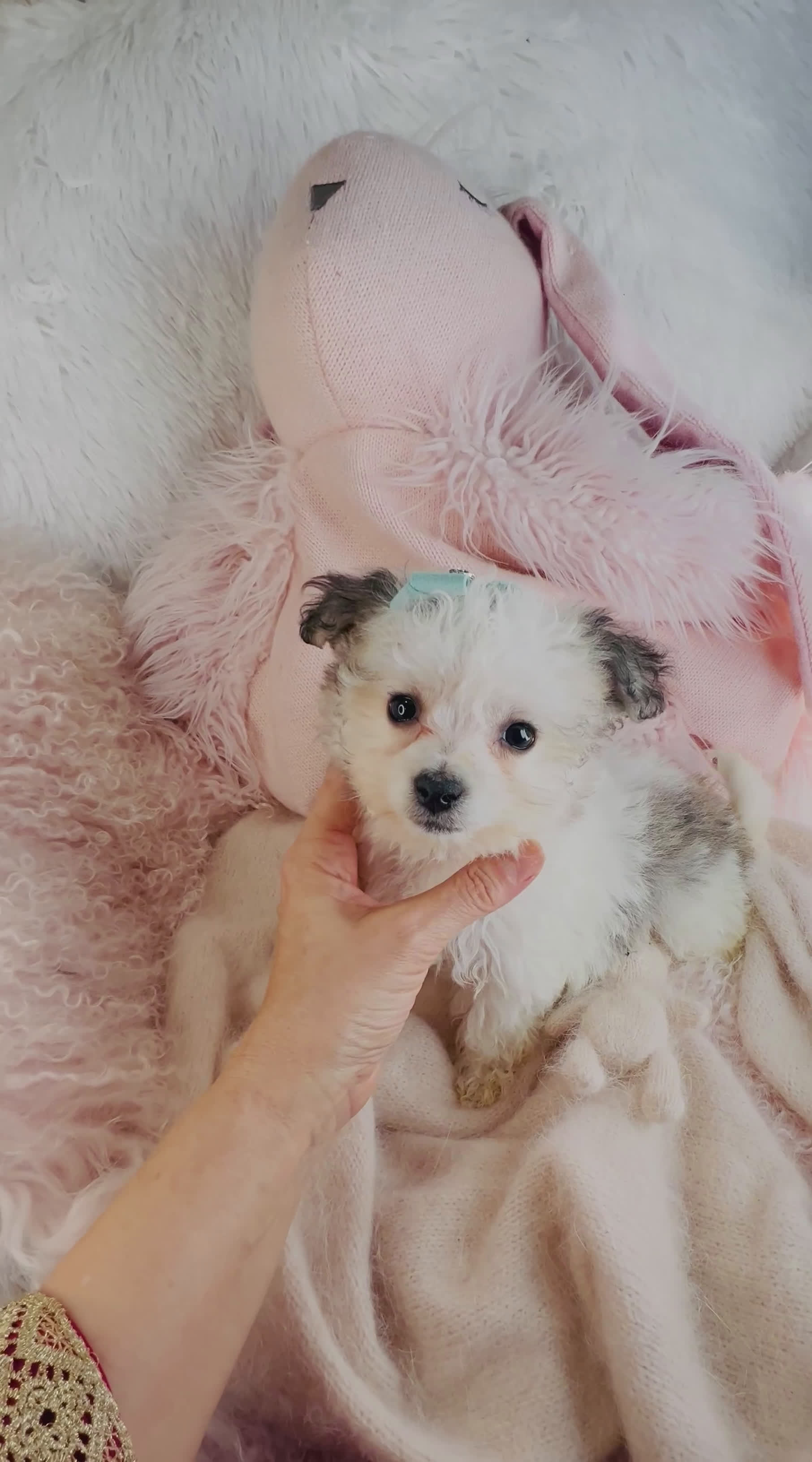 Havanese dogs for sale: Havanese Puppy 1 - Video 1