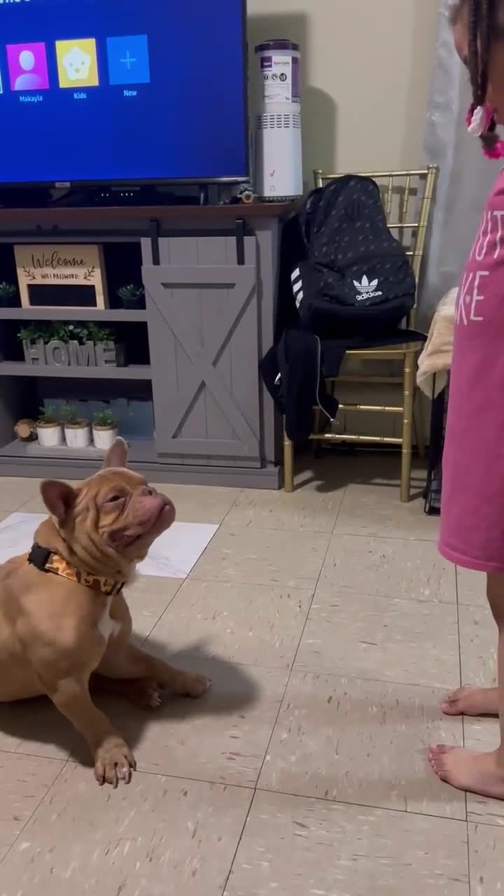American Bully dogs for sale: Cash - Video 2