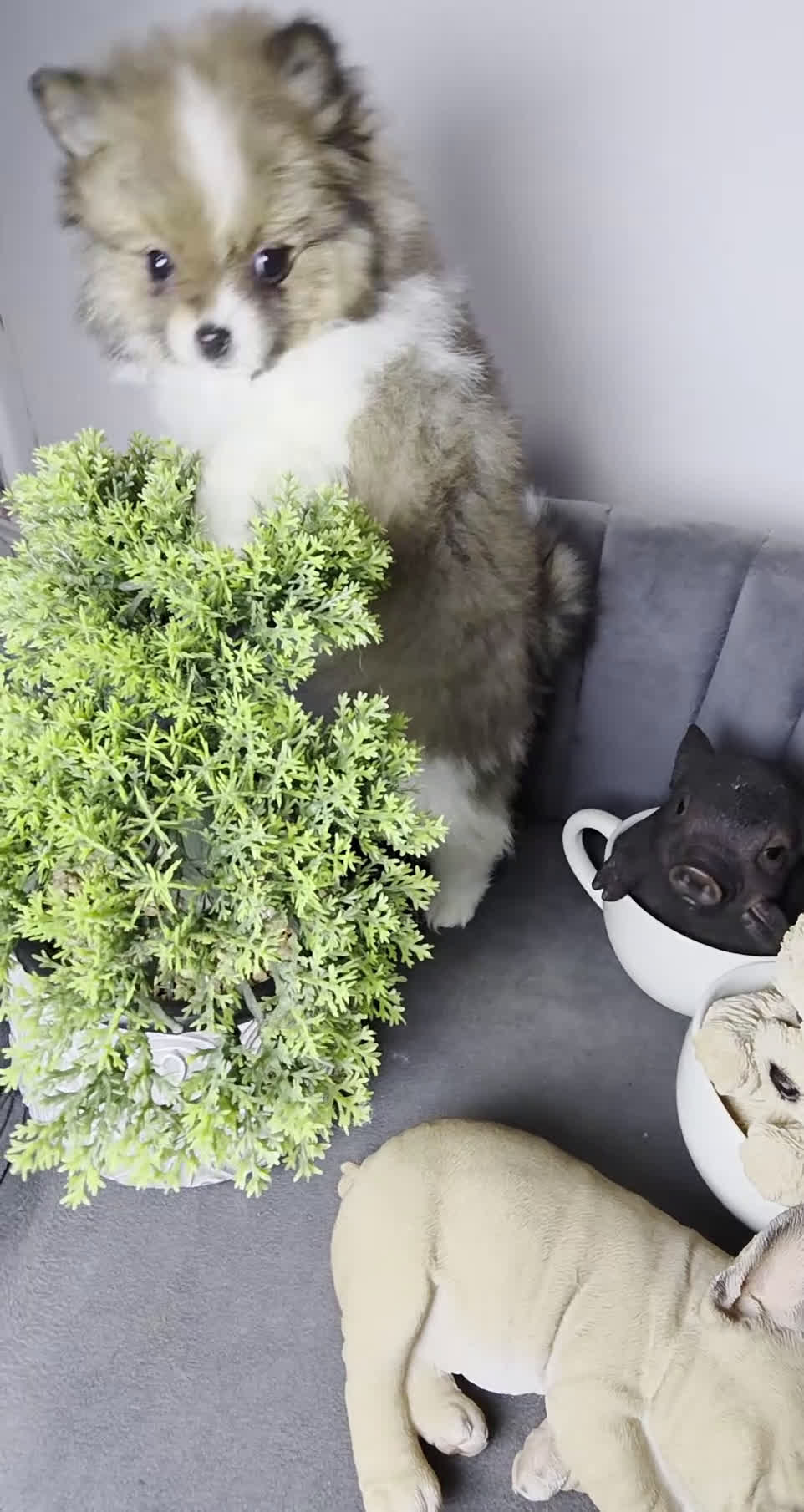 Pomeranian dogs for sale: Pomeranian Puppy 1 - Video 1