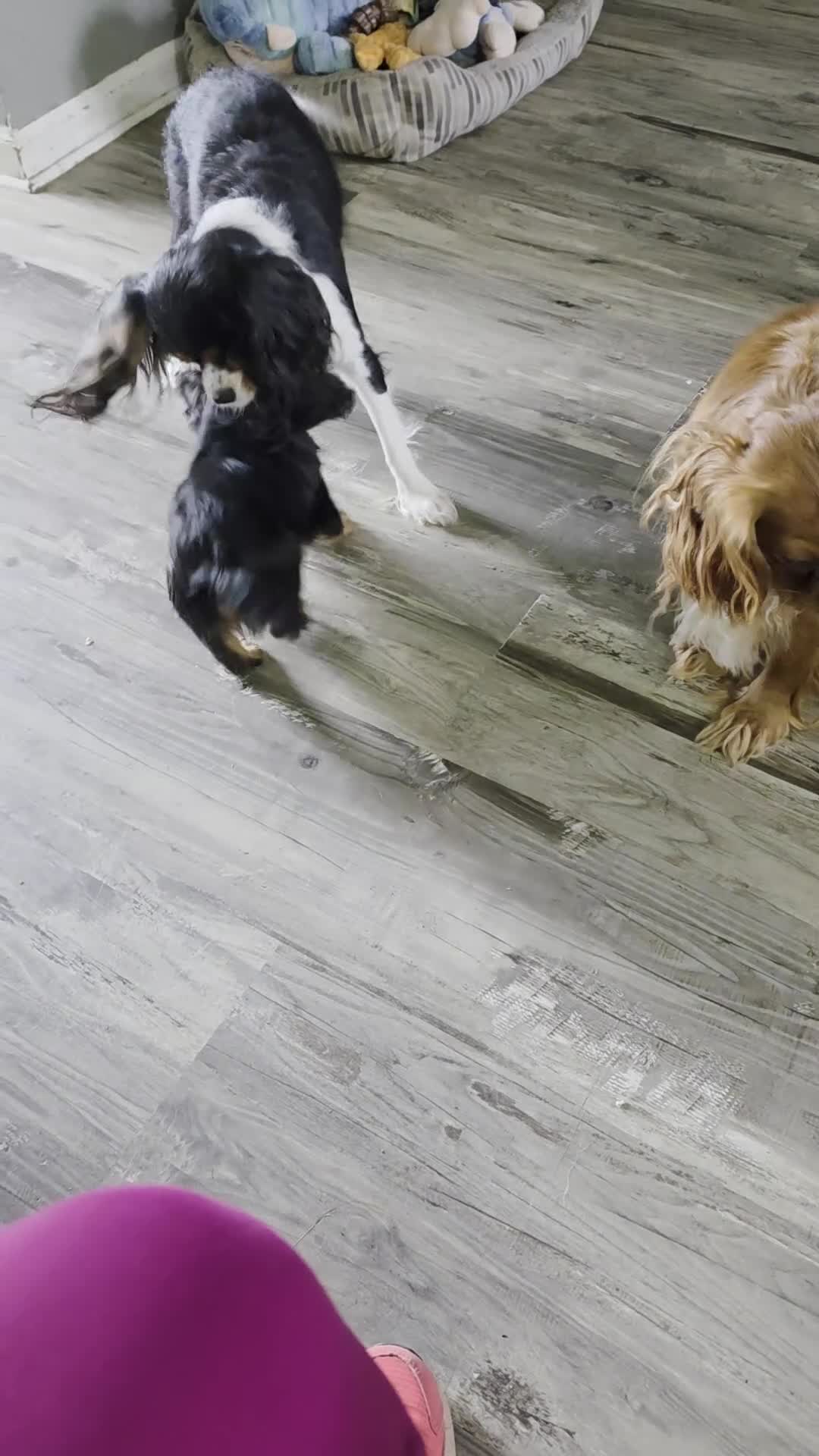 Cavalier King Charles Spaniel dogs for sale: Guinness  - Video 1