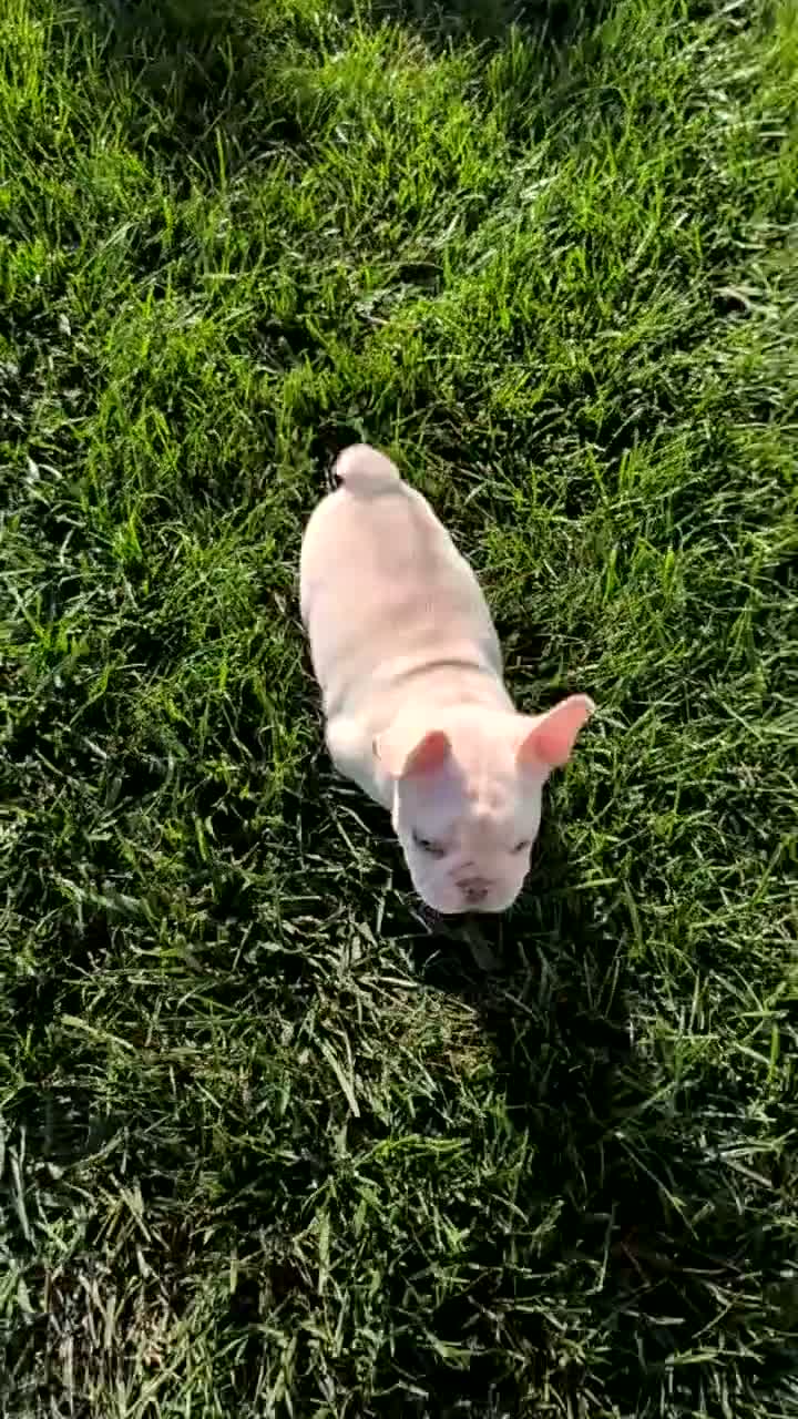 French Bulldog dogs for sale: Lando - Video 1