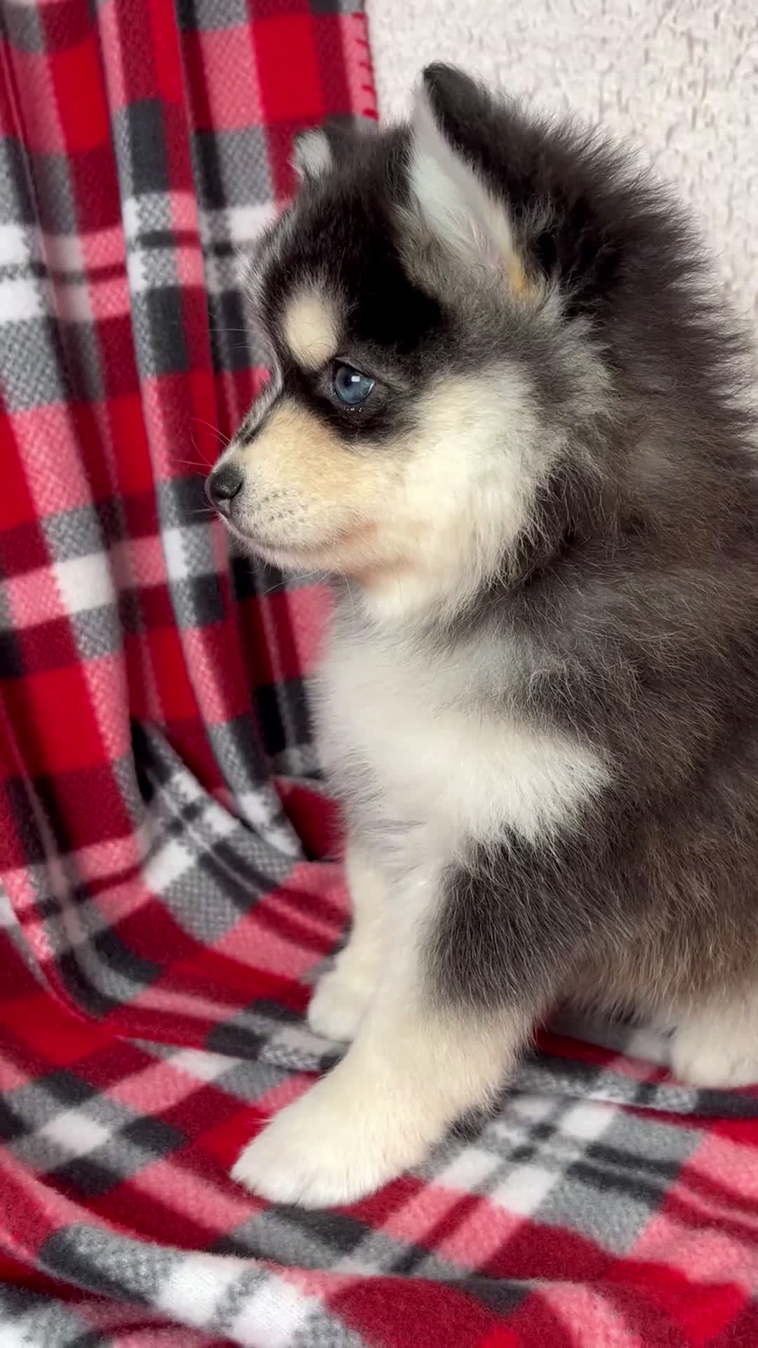 Pomsky dogs for sale: Jade - Video 1