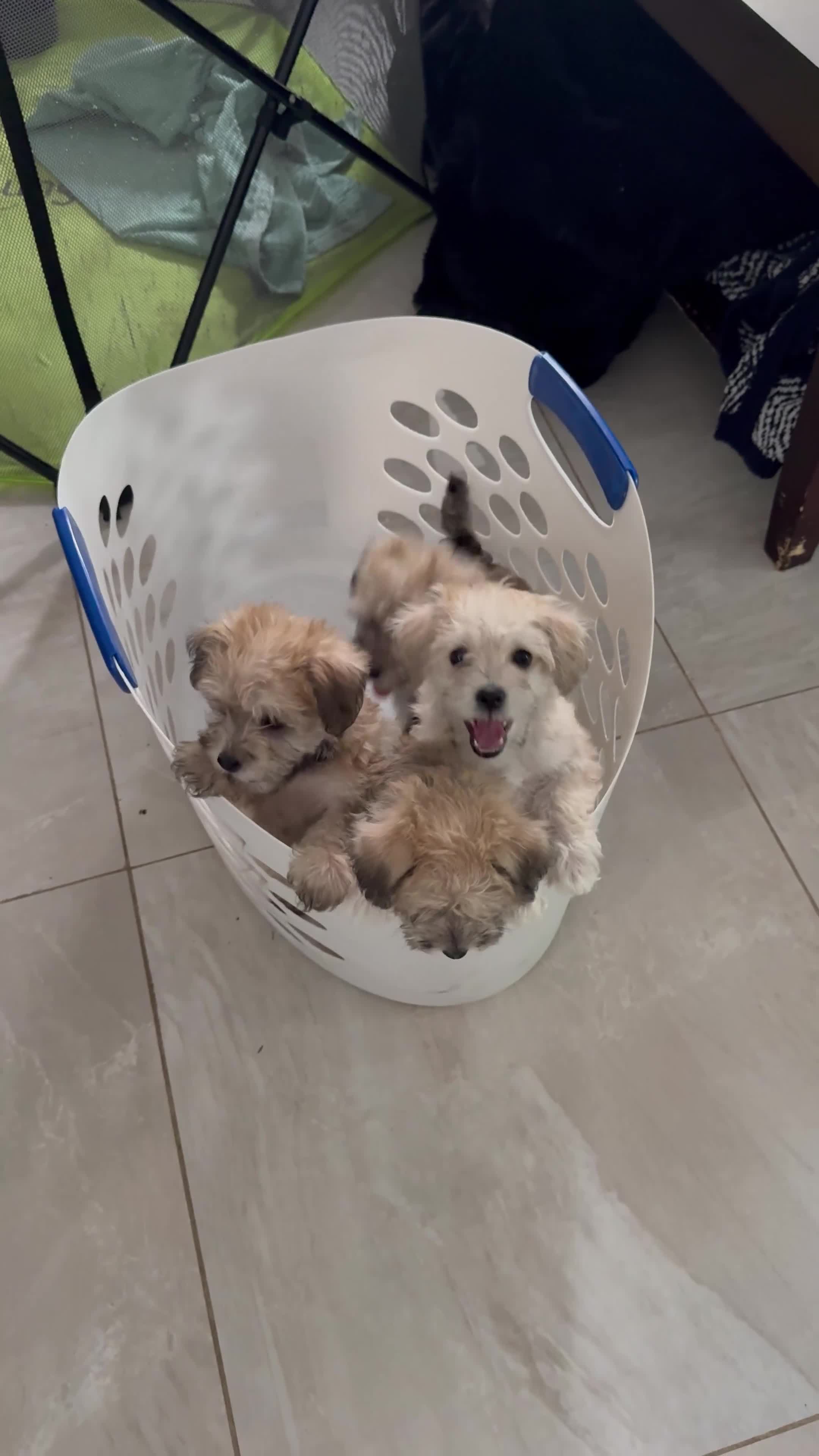 Mixed Breed dogs for sale: Mixed Breed Puppy 4 - Video 1