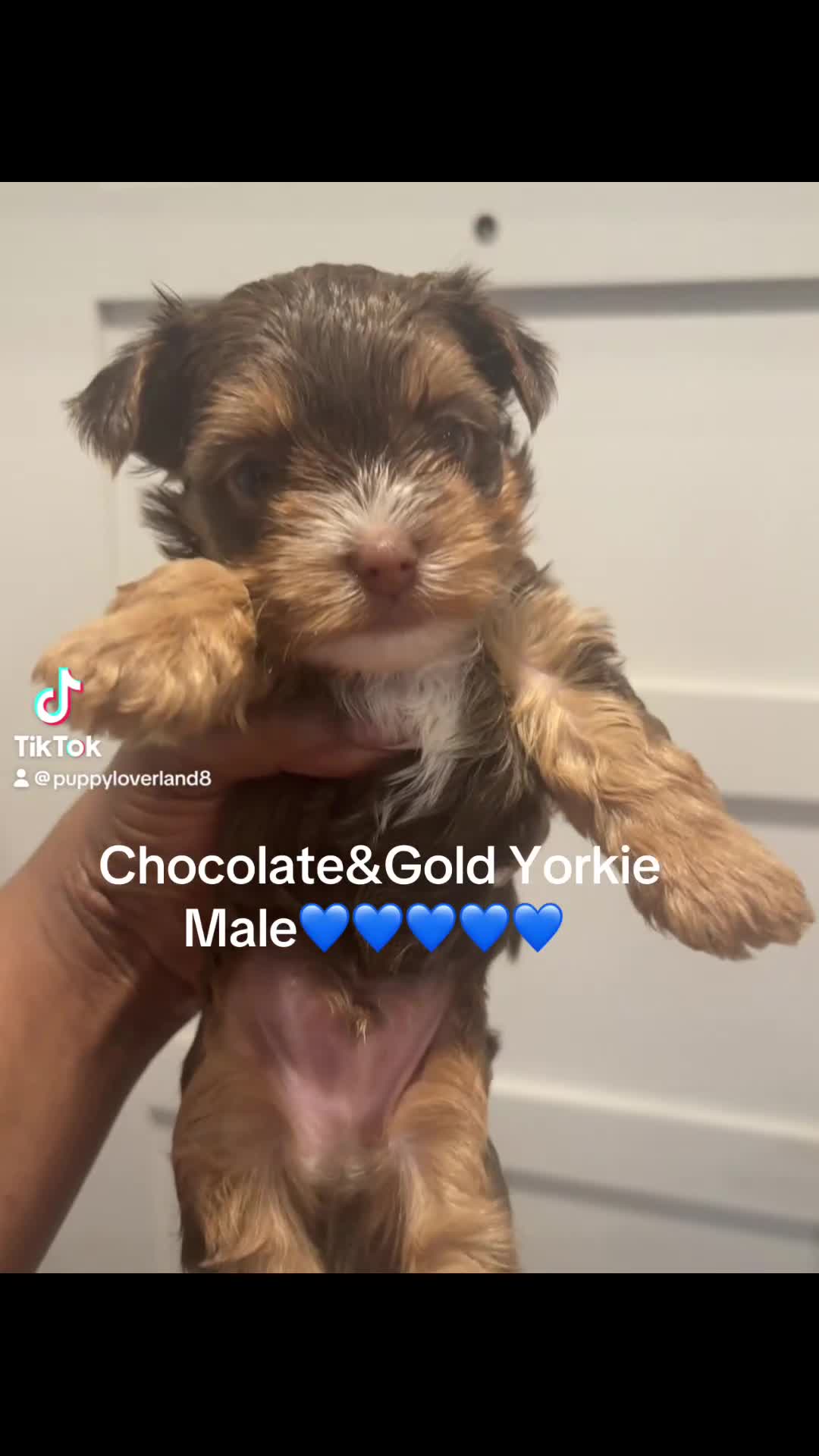 Yorkshire Terrier dogs for sale: Ash - Video 1