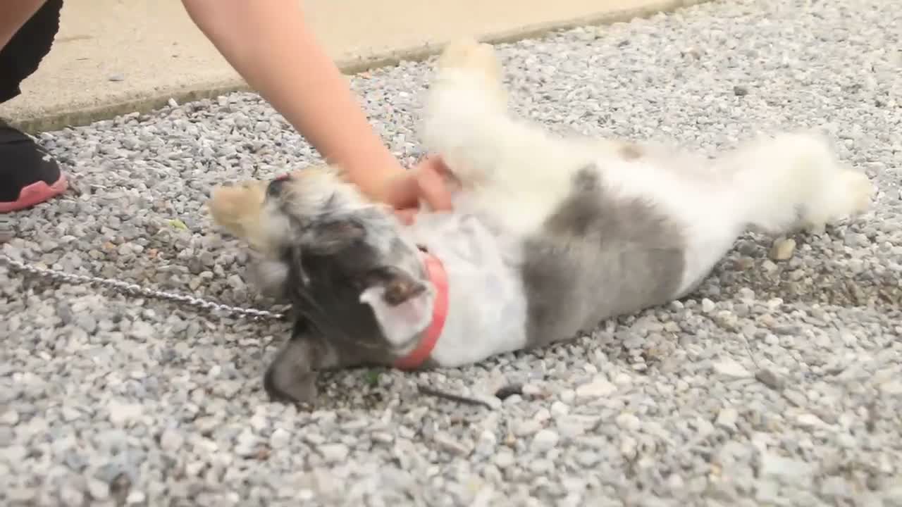 Miniature Schnauzer dogs for sale: Quinn Miniature Schnauzer (crate and leash Trained) - Video 1