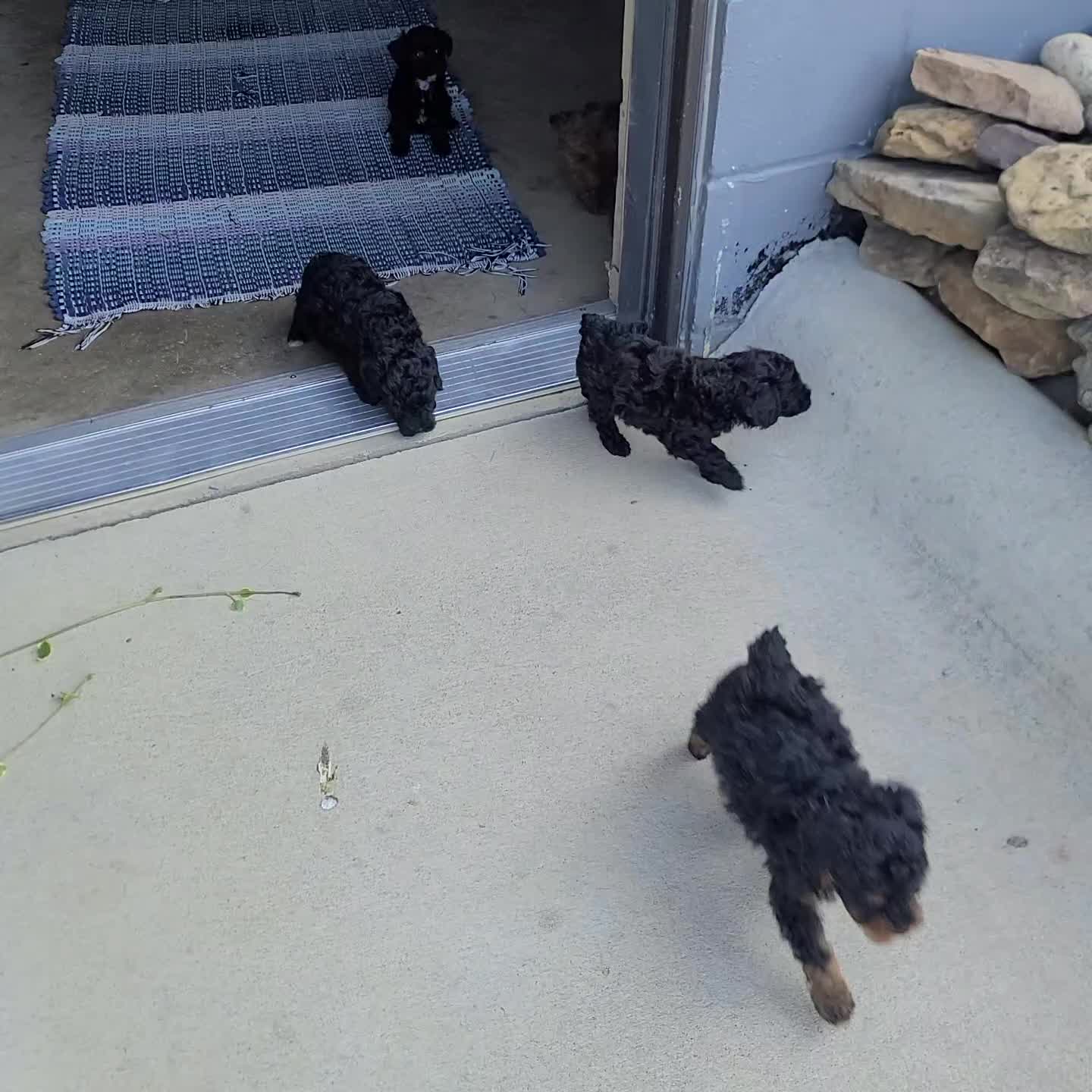 Toy Poodle dogs for sale: Parker - Video 2