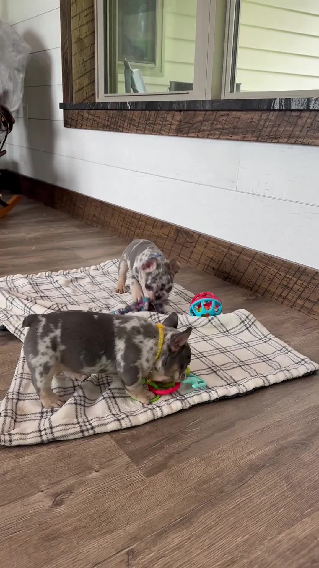 French Bulldog dogs for sale: Aspen - Video 1