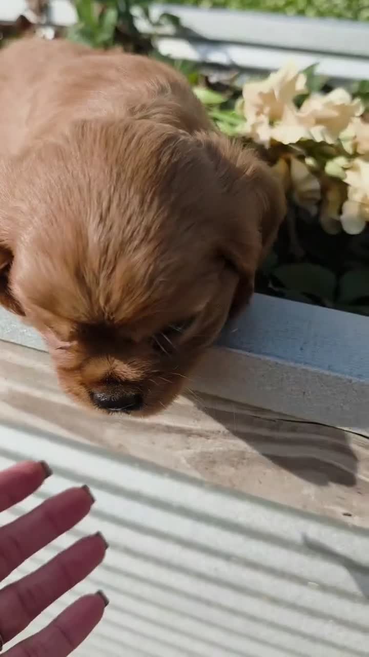 Cavalier King Charles Spaniel dogs for sale: Cavalier King Charles Spaniel 2 - Video 2
