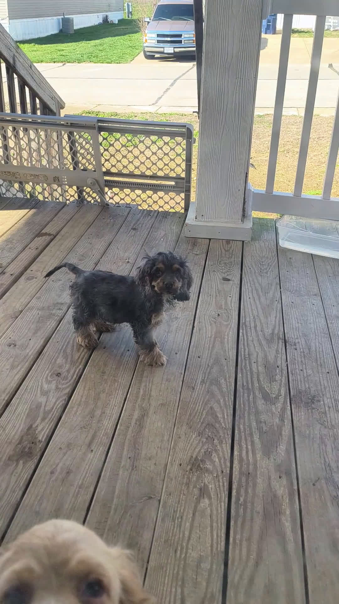 Cocker Spaniel dogs for sale: Cocker Spaniel Puppy 2 - Video 1