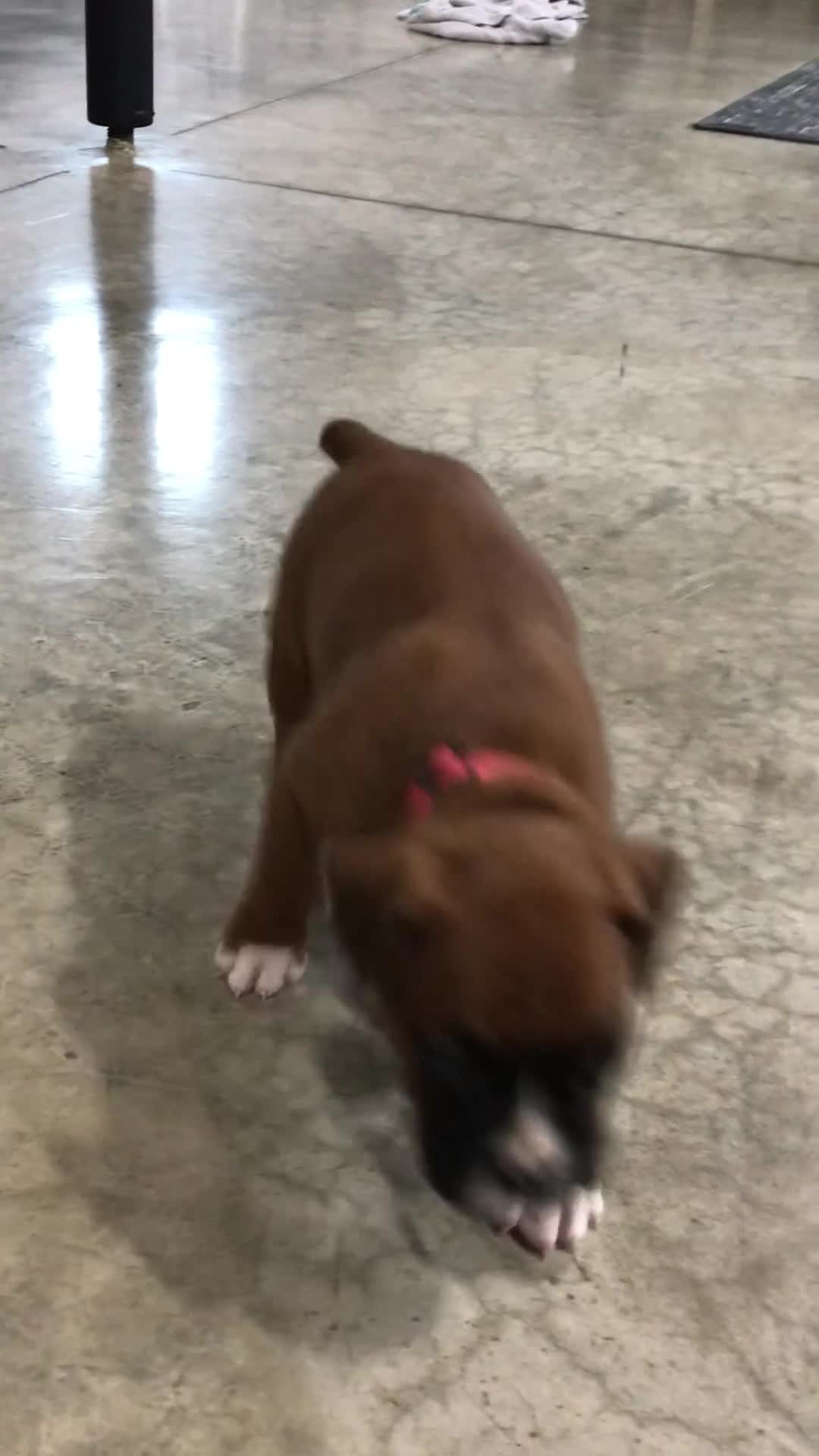 Boxer dogs for sale: Aspen Puppy 1 - Video 1