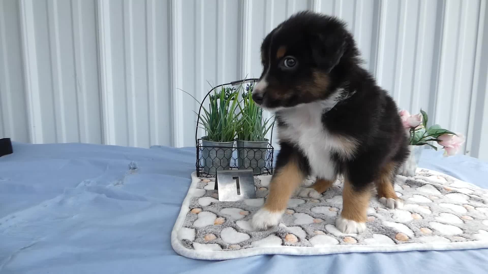 Miniature Australian Shepherd dogs for sale: Miniature Australian Shepherd 1 Spark - Video 1