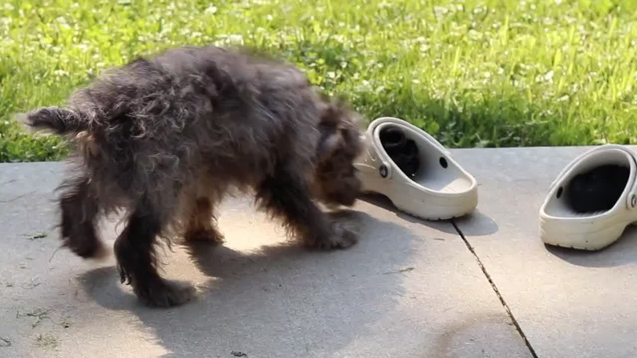 Yorkiepoo dogs for sale: Winston - Video 1