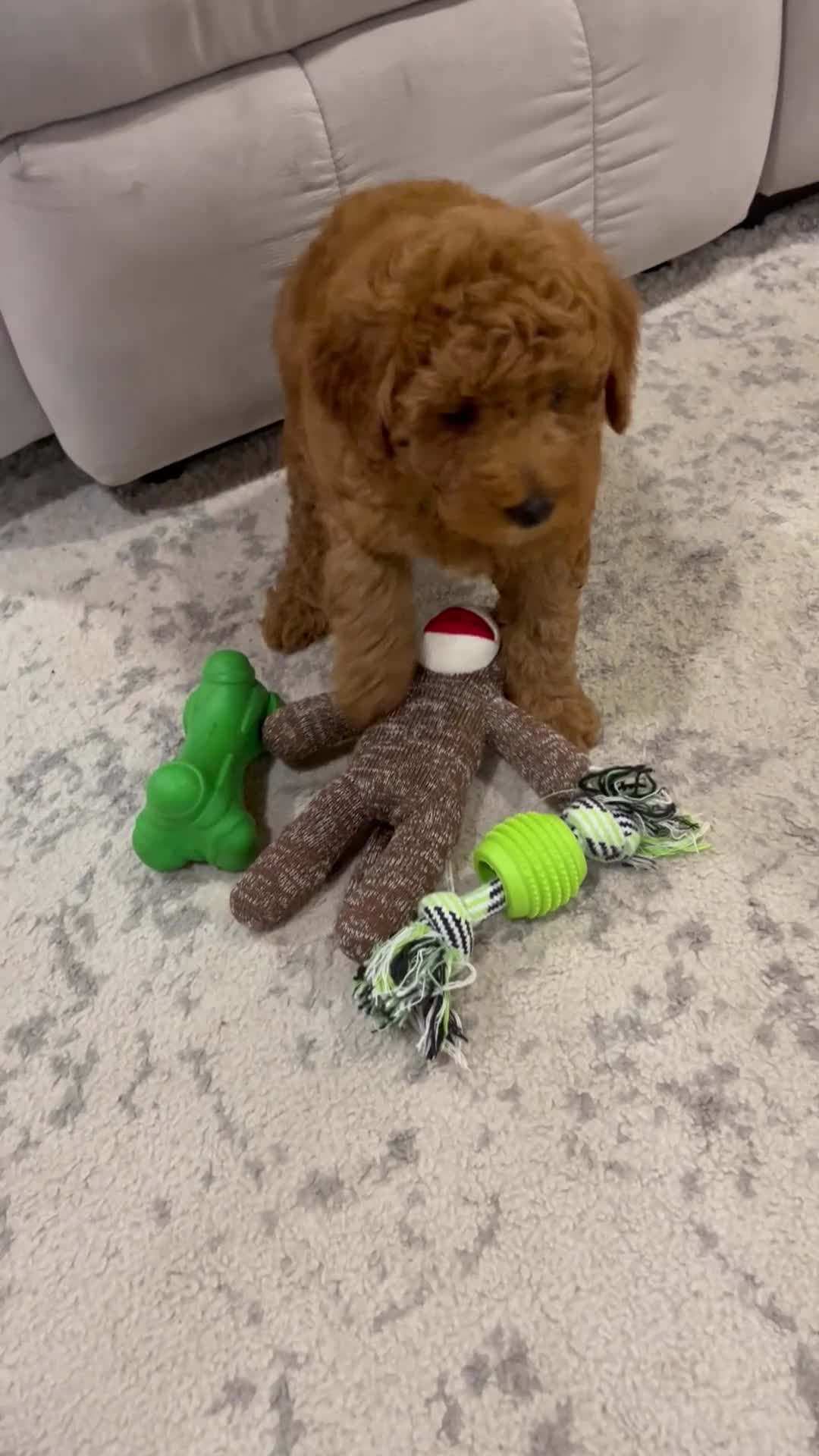 Mini Goldendoodle dogs for sale: Remi - Video 1