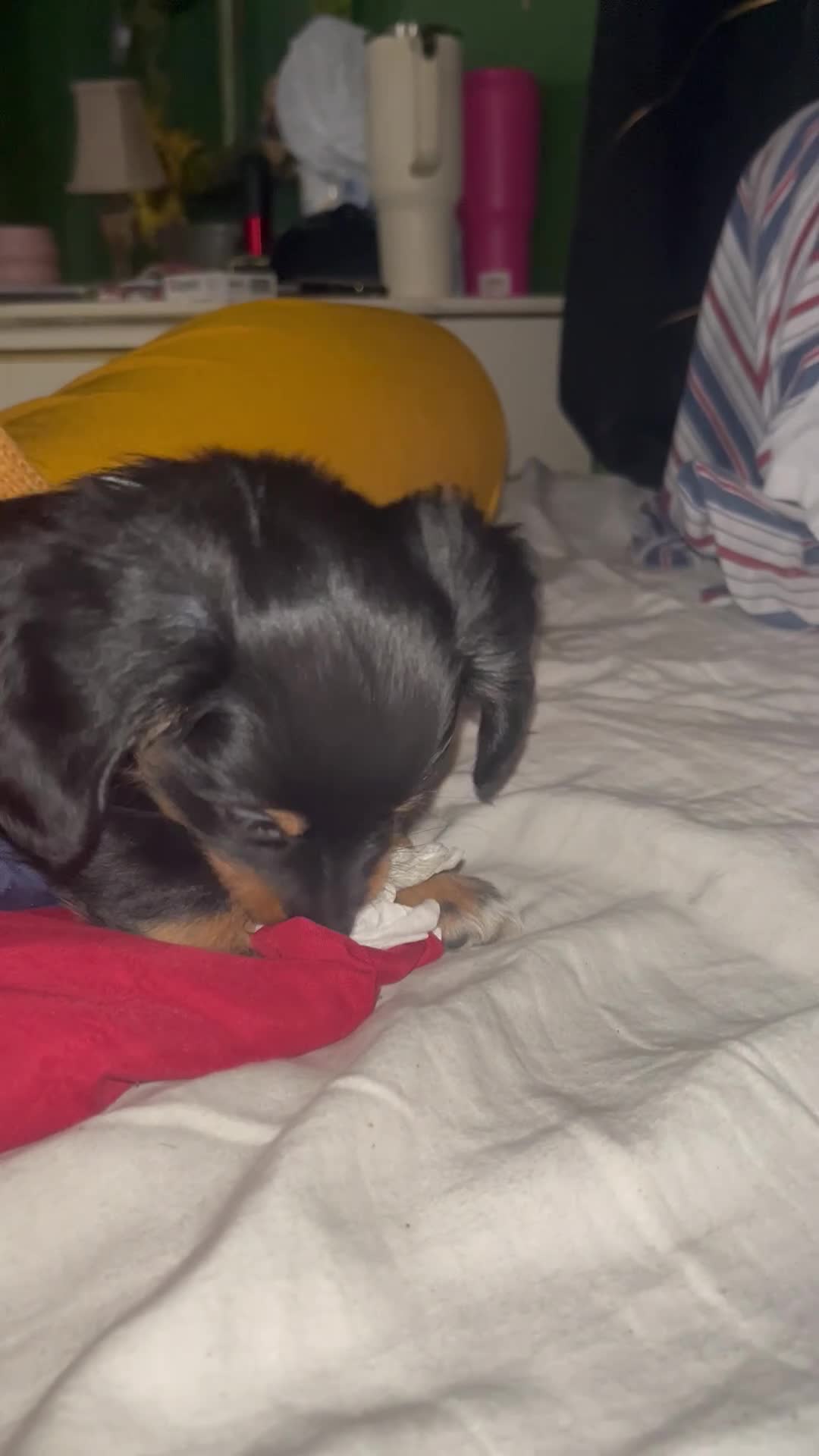 Chiweenie dogs for sale: Chiweenie 1 - Video 1
