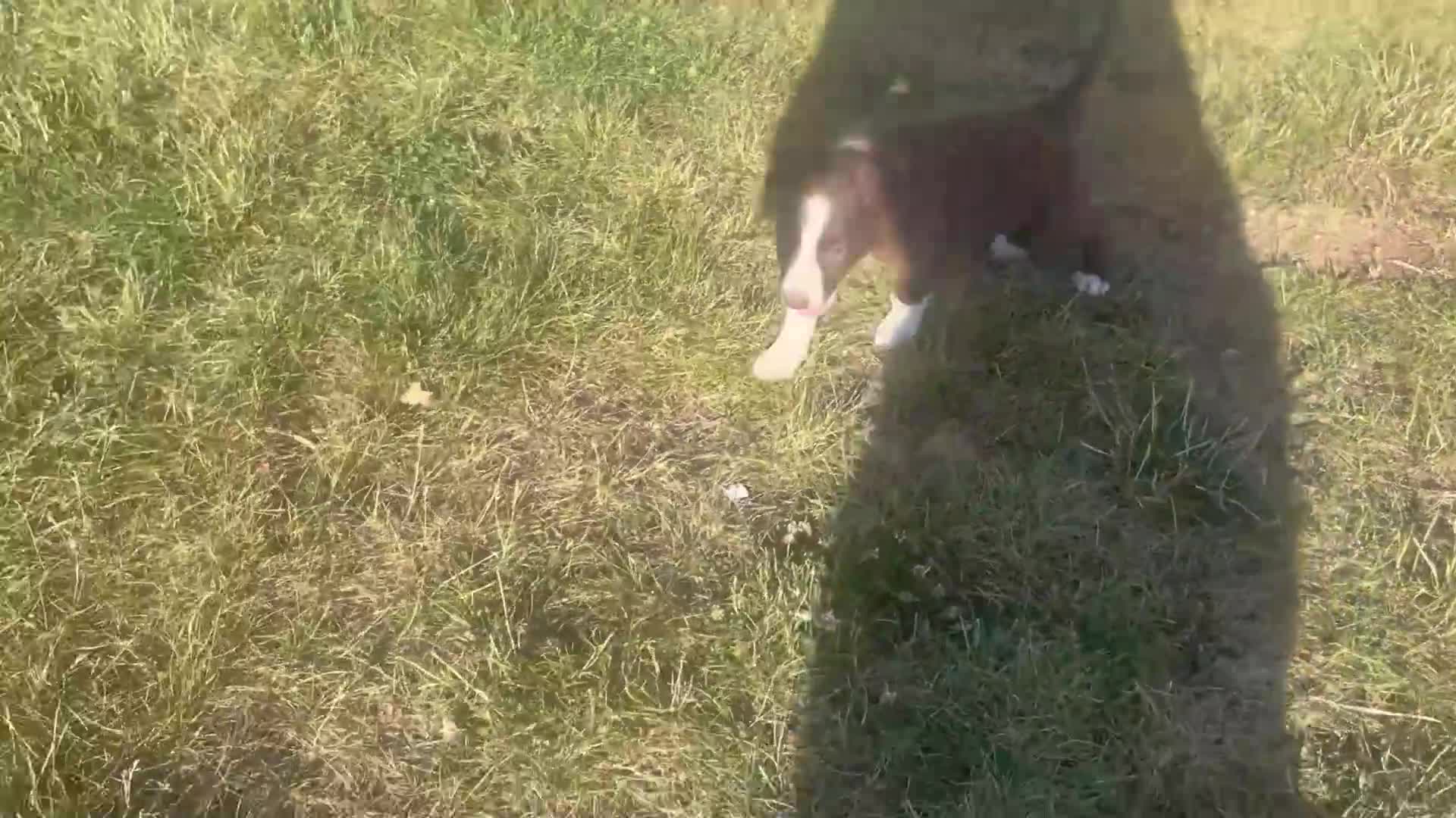 Border Collie dogs for sale: Brock - Video 1