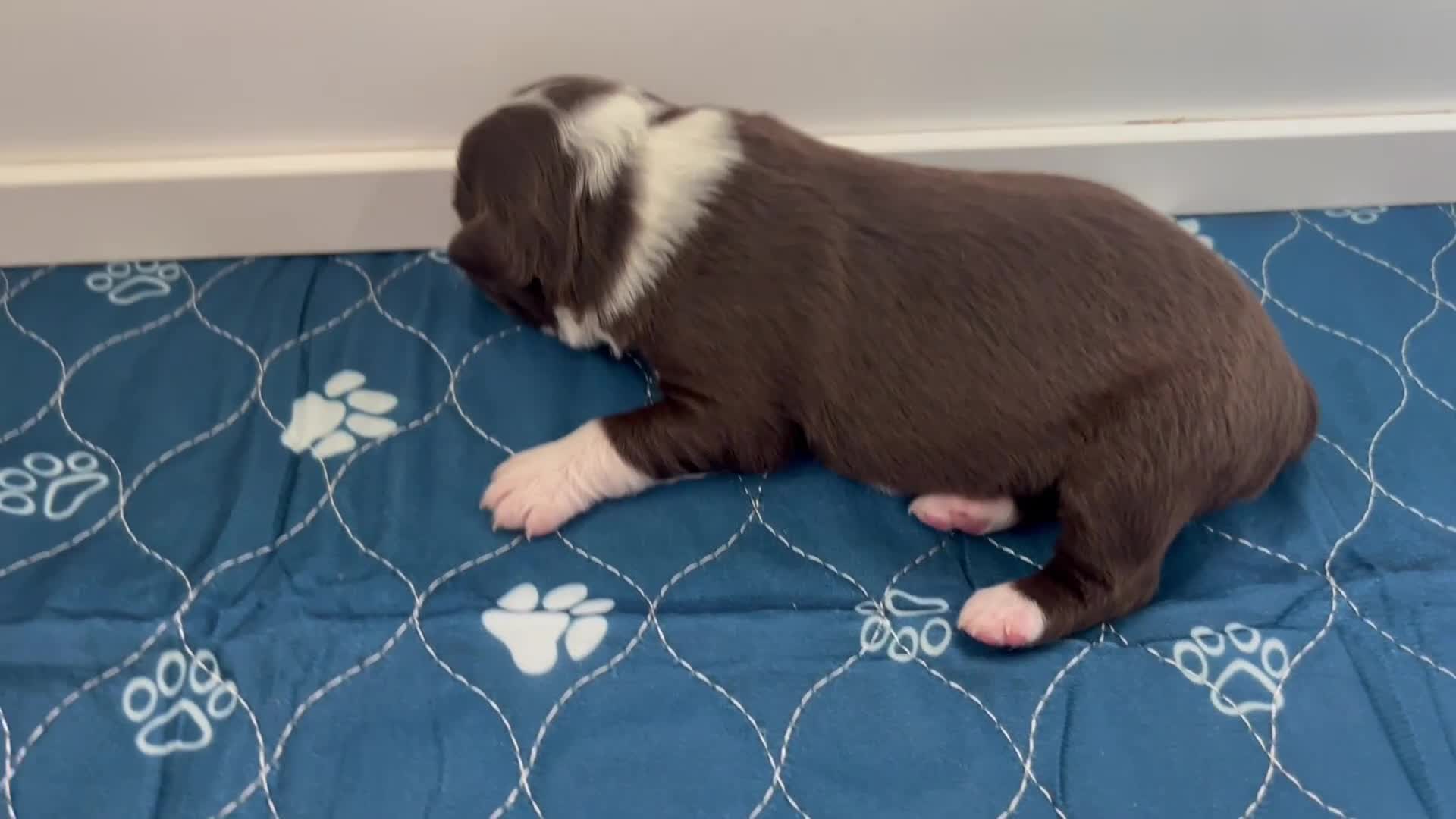 Miniature Australian Shepherd dogs for sale: Chevelle - Video 3
