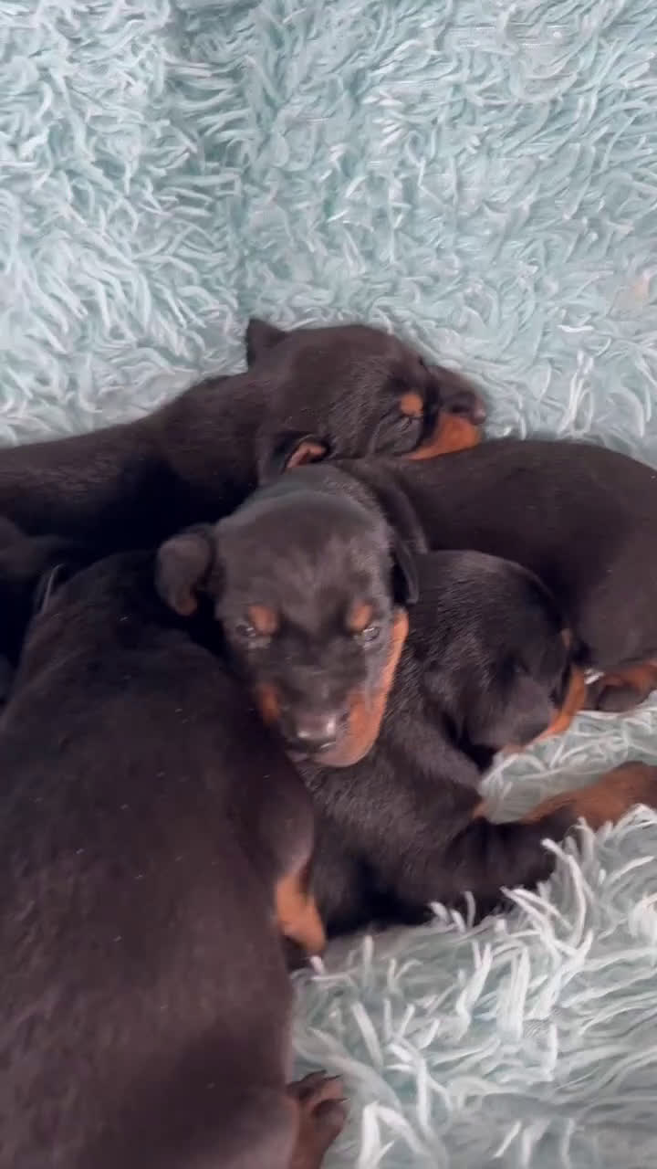 Doberman Pinscher dogs for sale: Male 4 with ear crop - Video 1