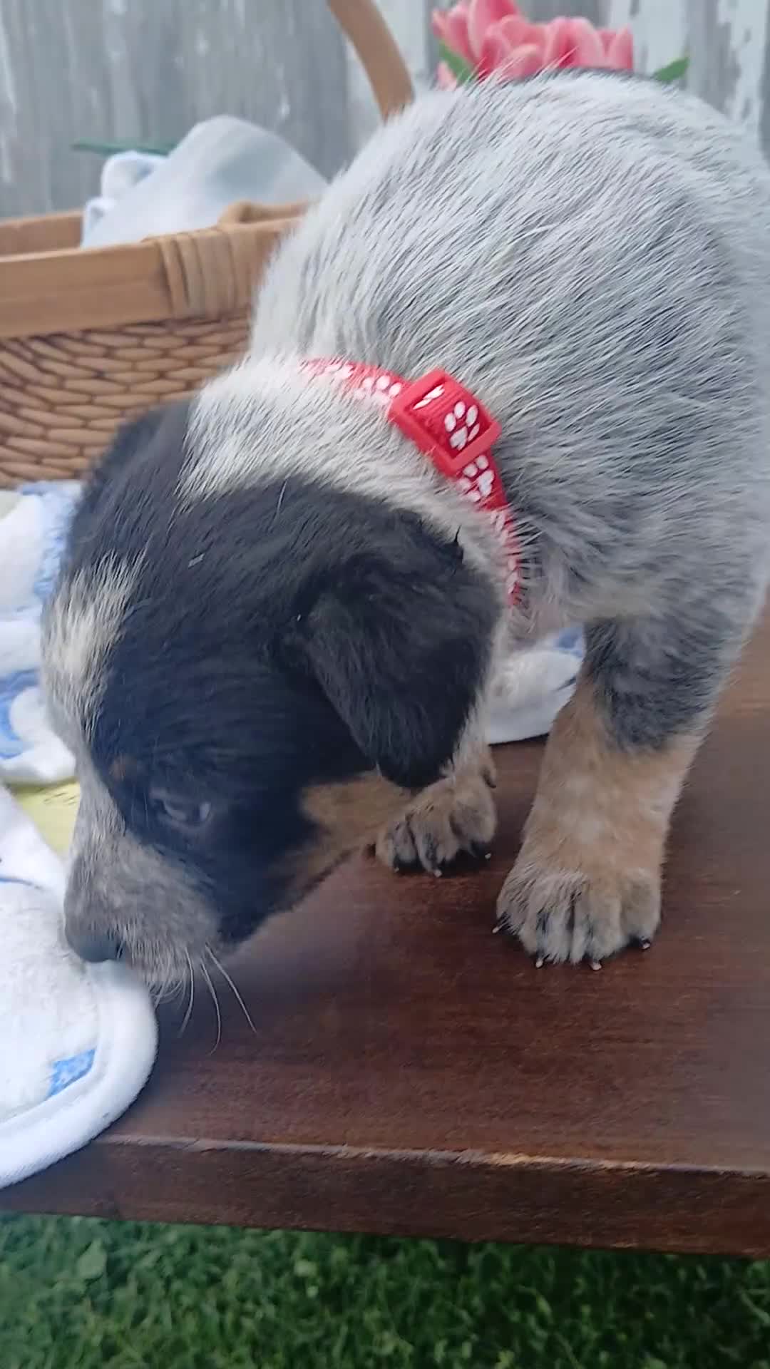 Australian Cattle Dog dogs for sale: Australian Cattle Dog Puppy 1 Whistle - Video 1