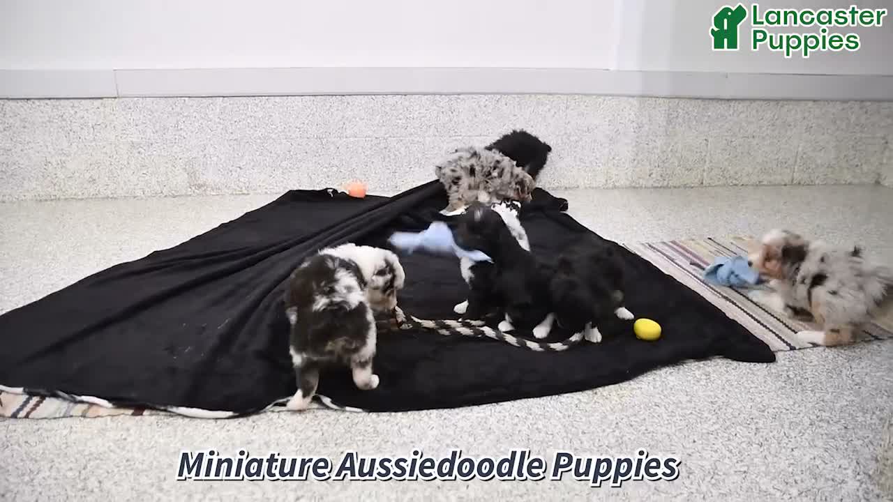 Mini Aussiedoodle dogs for sale: Doris - Video 1