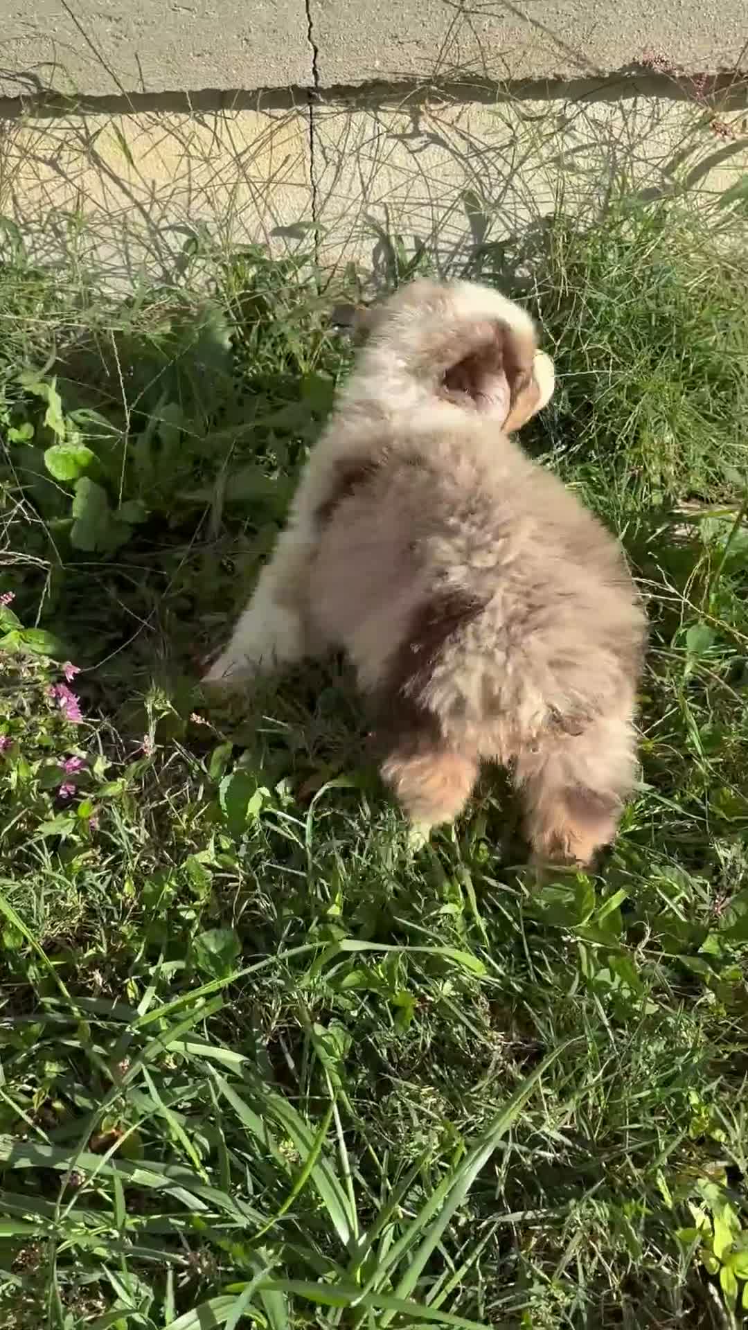 Australian Shepherd dogs for sale: Pumpkin (AKC) - Video 1