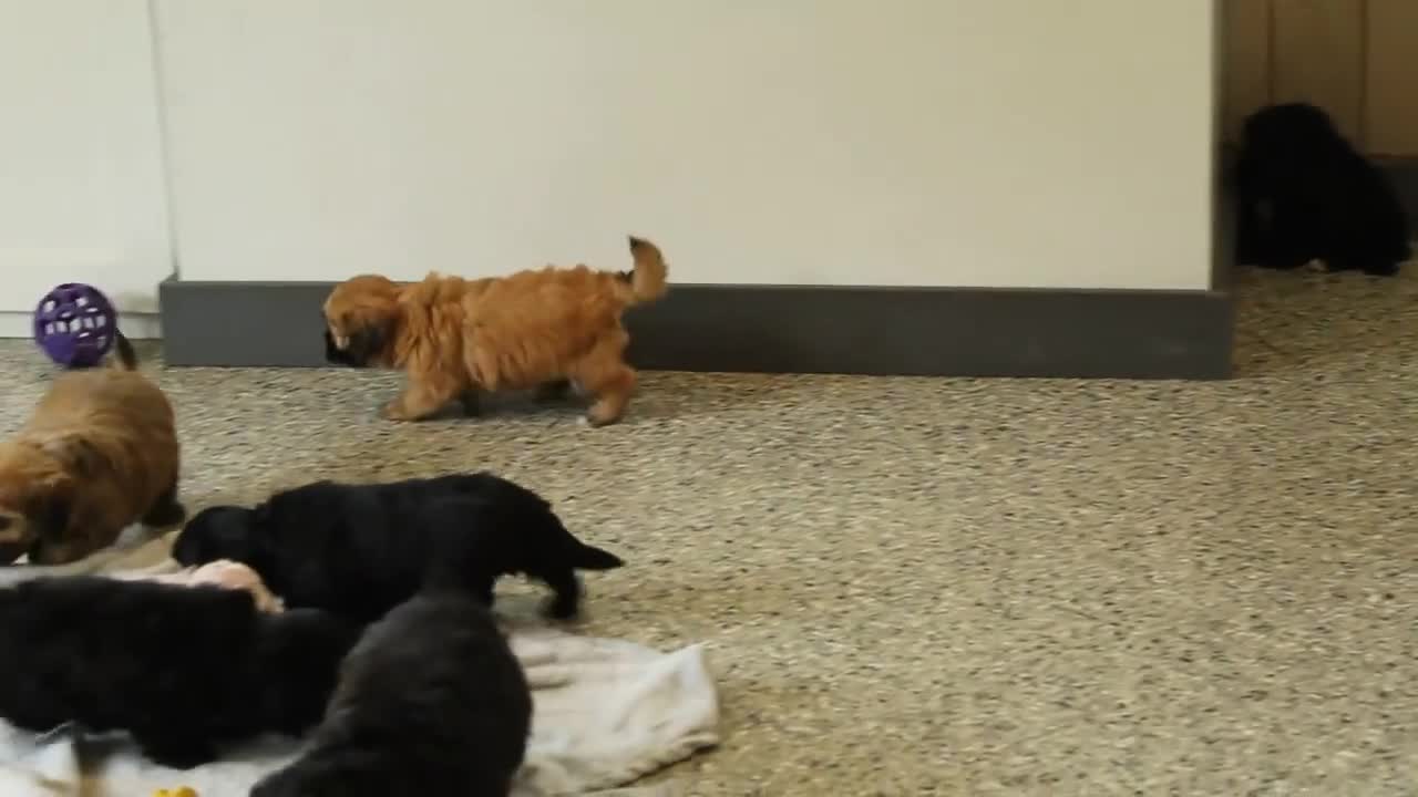 Teddy Bear dogs for sale: BJs Ever - Video 1