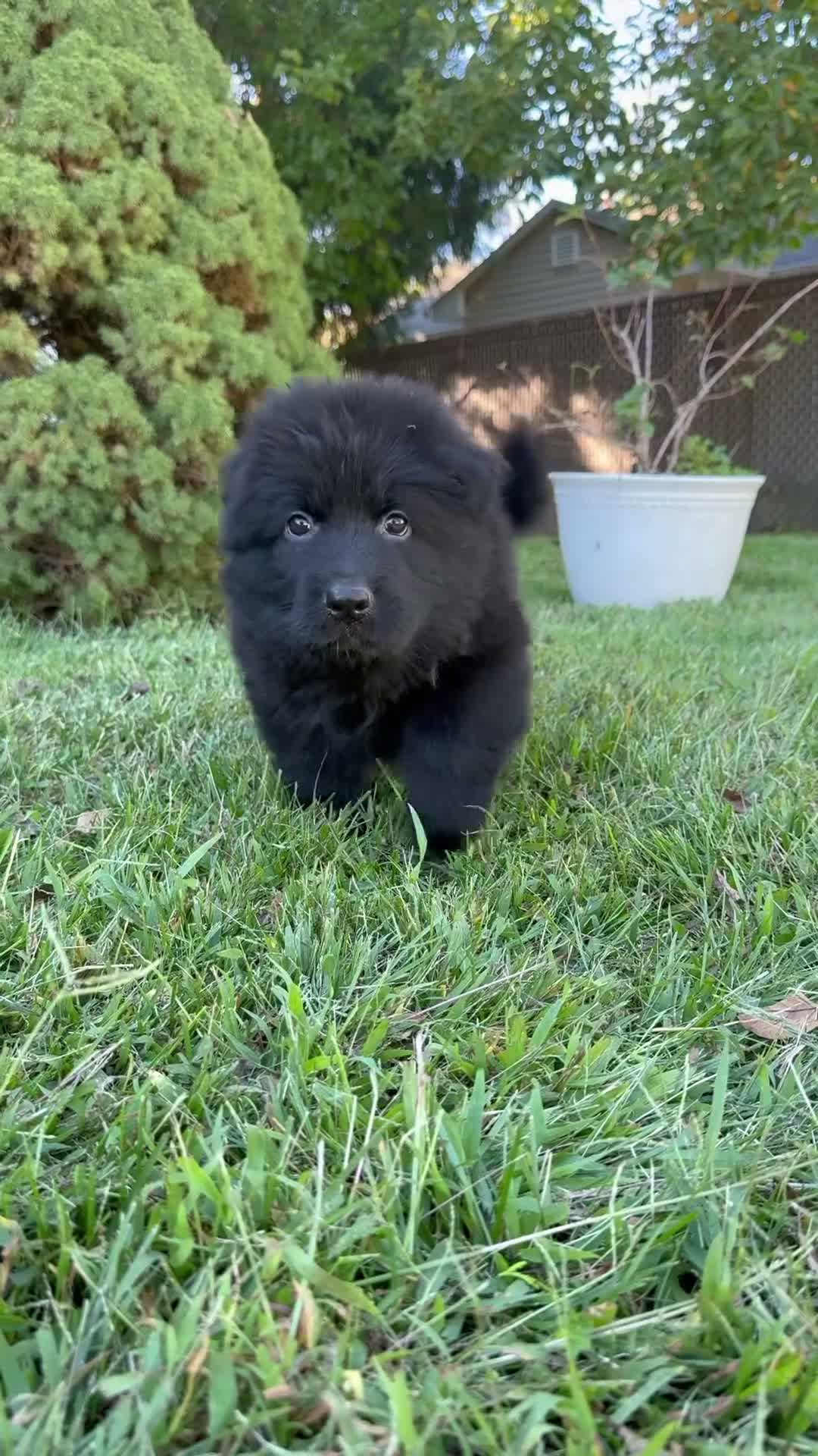 German Shepherd dogs for sale: German Shepherd 2 - Video 1
