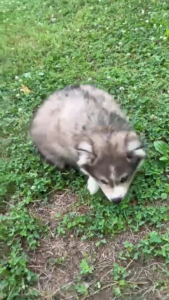 Pomsky dogs for sale: Teddy - Video 1
