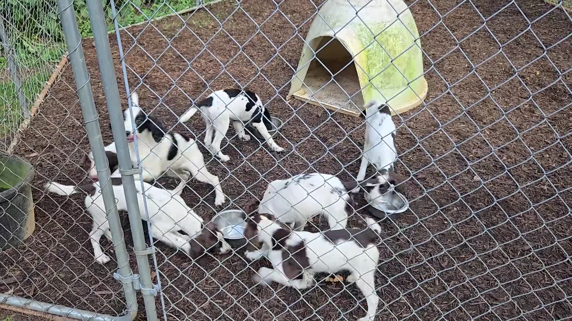 English Springer Spaniel dogs for sale: Terra - Video 1