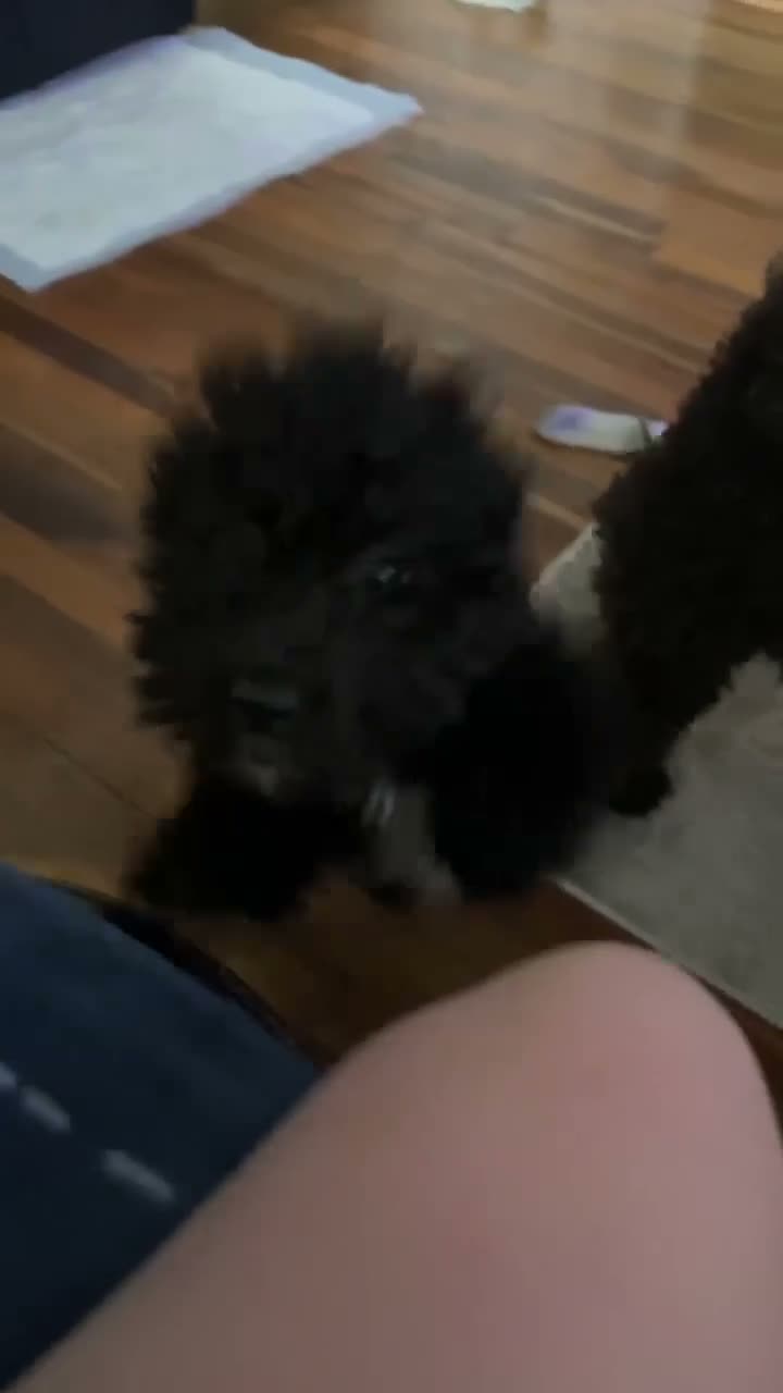 Cavapoo dogs for sale: Raven - Video 1
