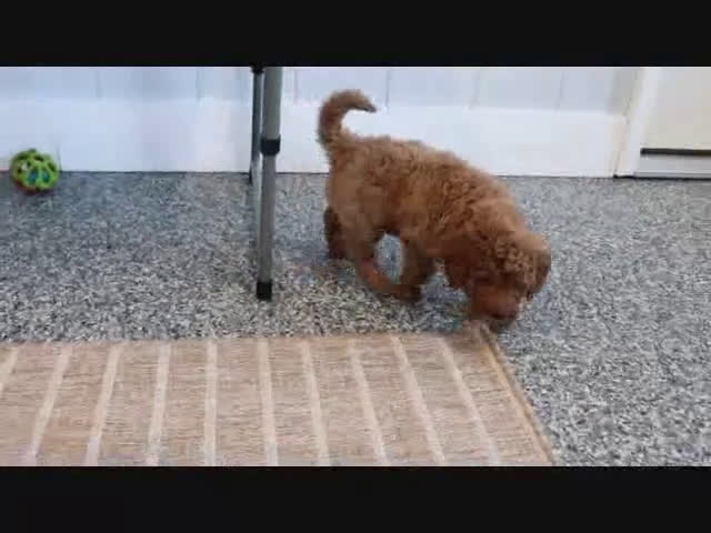 Mini Goldendoodle dogs for sale: Trooper - Video 6
