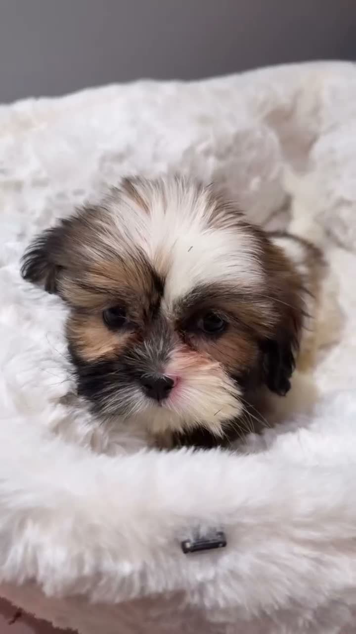 Shihpoo dogs for sale: Bambi  - Video 2