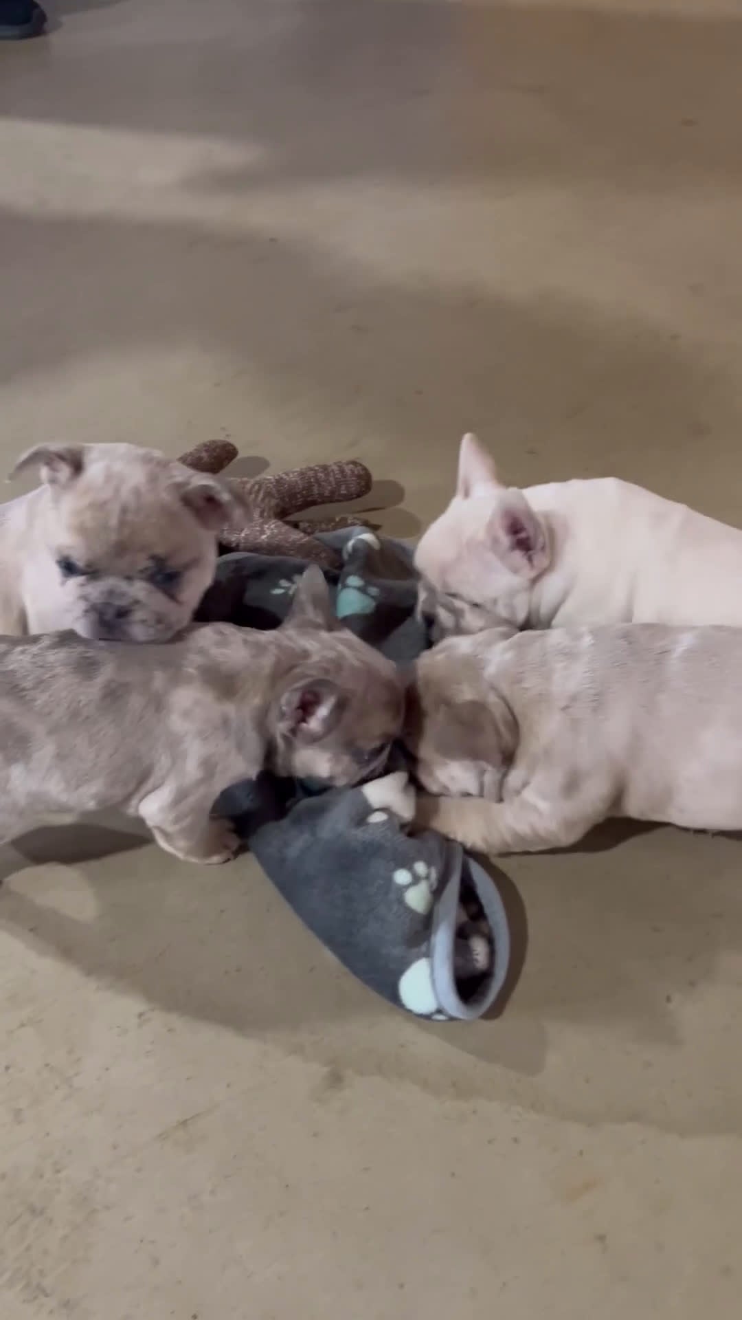 French Bulldog dogs for sale: Mika - Video 2